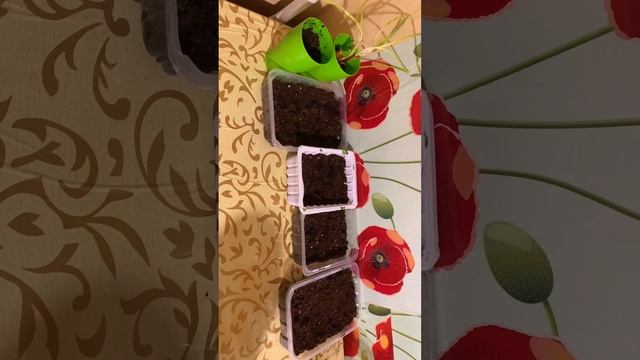 Огород