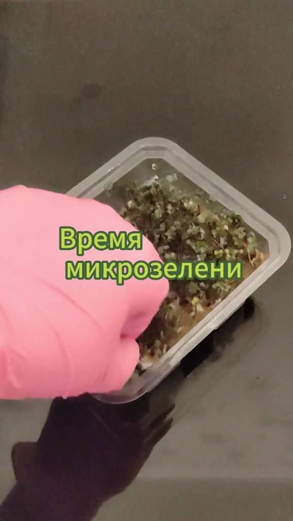 Время микрозелени на подоконнике #микрозелень #shorts