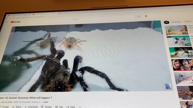 Camel spider vs. Goliath bird eating tarantula