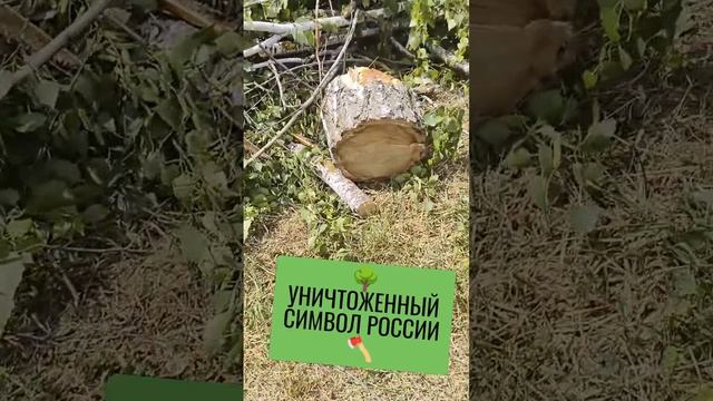 🌳УНИЧТОЖЕННЫЙ СИМВОЛ РОССИИ🪓