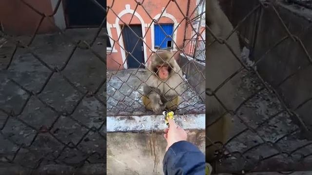 Обезьяна испугалась бомбочки