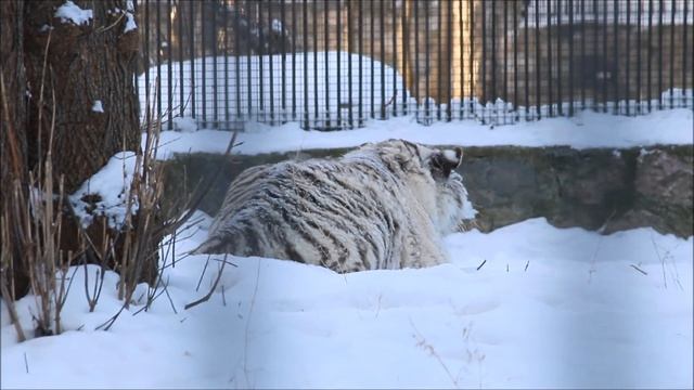 Бенгальский тигрёнок Кови наблюдал за мной, а потом переключился на Заю 16.12.2024