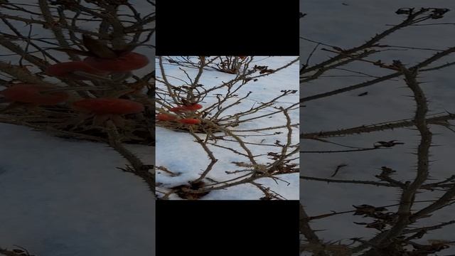 Зимняя роза Ругоза.