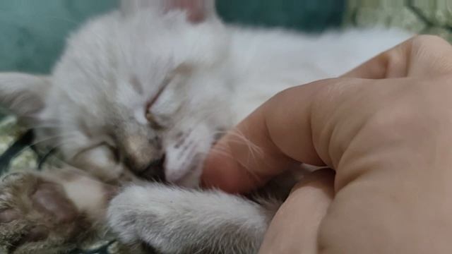 Знакомство с котятами. Киммири Сапфир Меколь