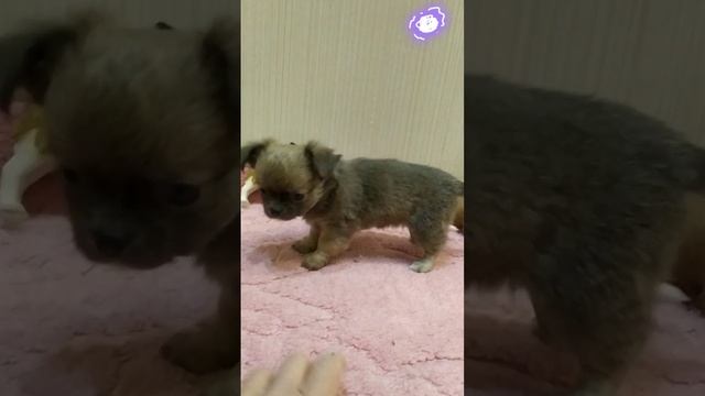 щенки чихуахуа девочки