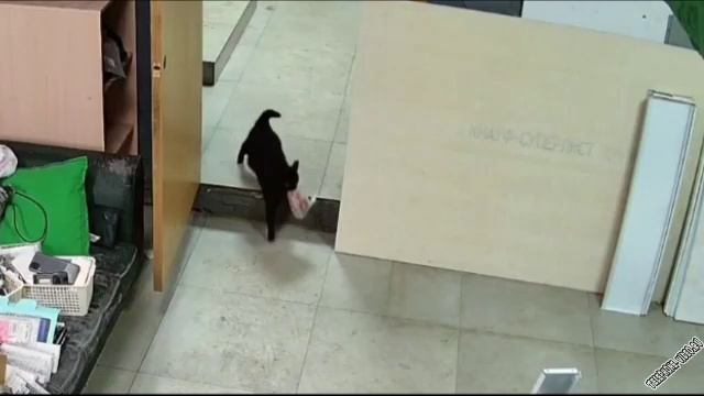 похищение сосисок