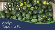Арбуз Торетто F1 от компании River Seeds