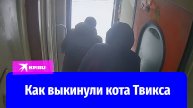 Кот Твикс: последние минуты в вагоне