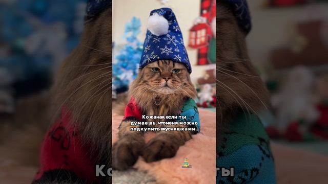 Обожаю мои вкусняшки😻 #котики #юмор #кот
