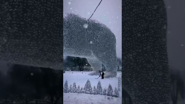 семейство белых медвежат
