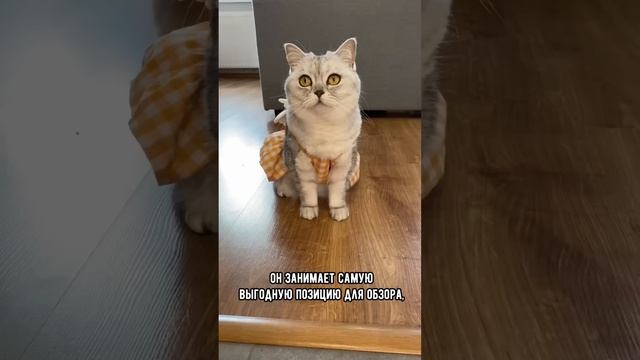 Эту серьезную ошибку совершают многие владельцы кошек