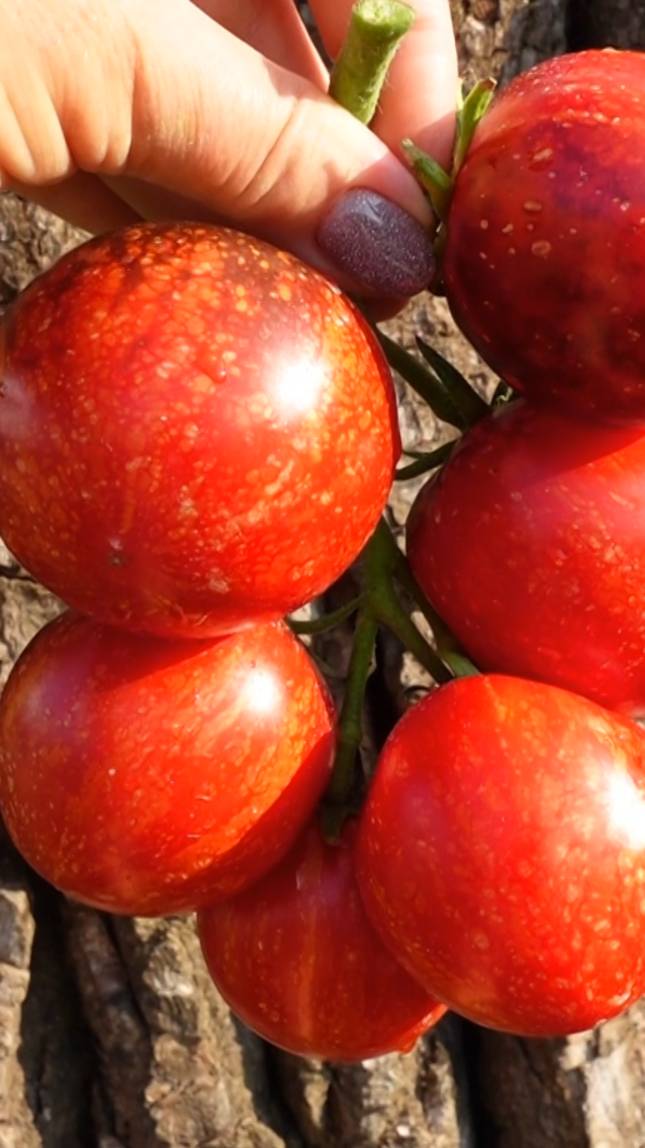 🍅Томат ТЕМНАЯ ГАЛАКТИКА! #short #томаты #советы