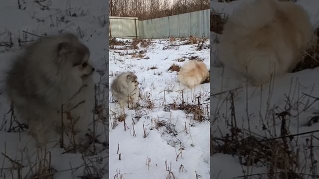 Шпицы
