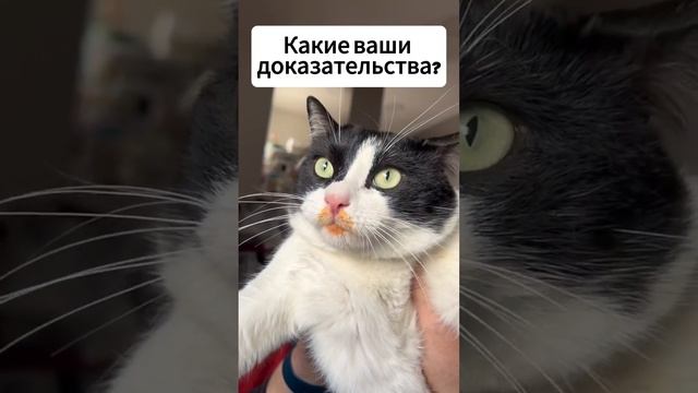 Котэ прикол 😁