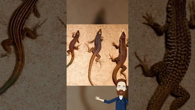 male y chromosome extinction theory #jamesprashanth