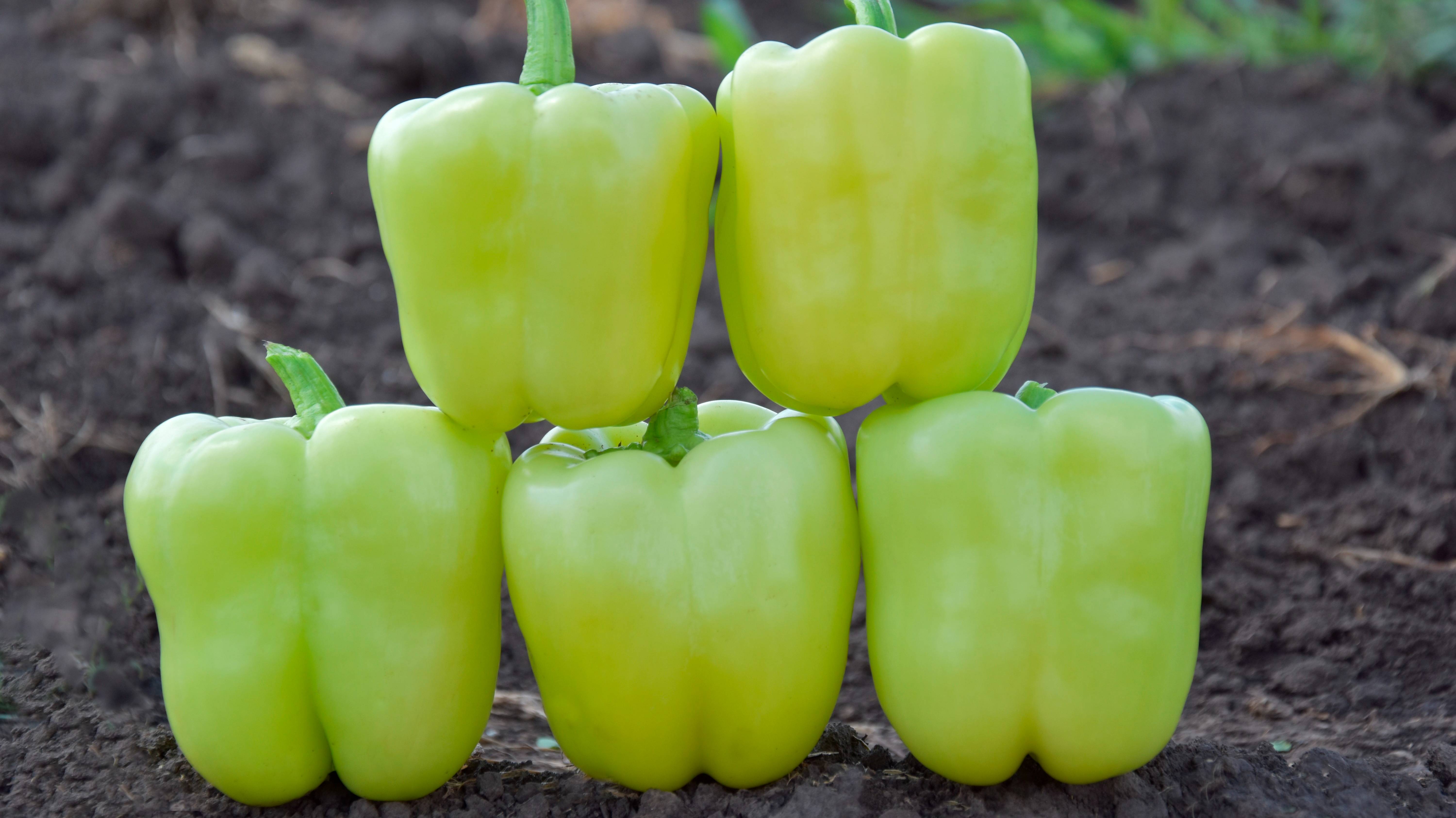 Гибрид кубовидного перца Гурк F1 от компании River Seeds