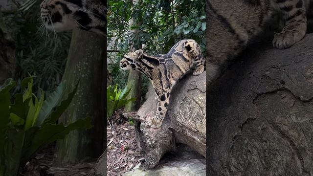 Кошка и в джунглях кошка