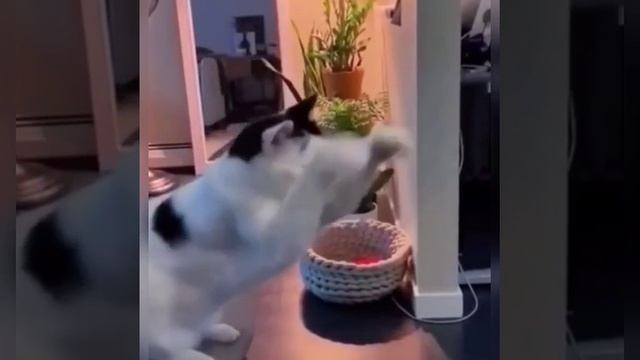 Коты спортсмены) Подпишись !