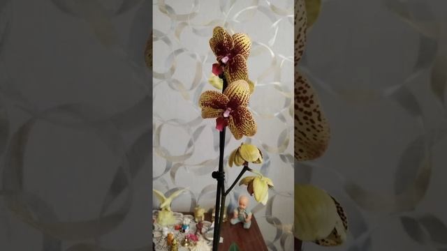 Здравствуйте я Карин Алоха 💞