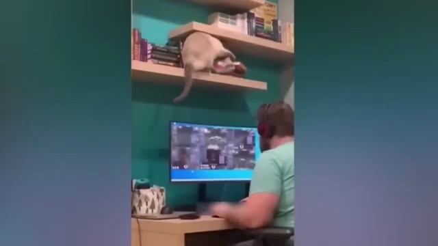 СМЕШНЫЕ_КОШКИ_2025