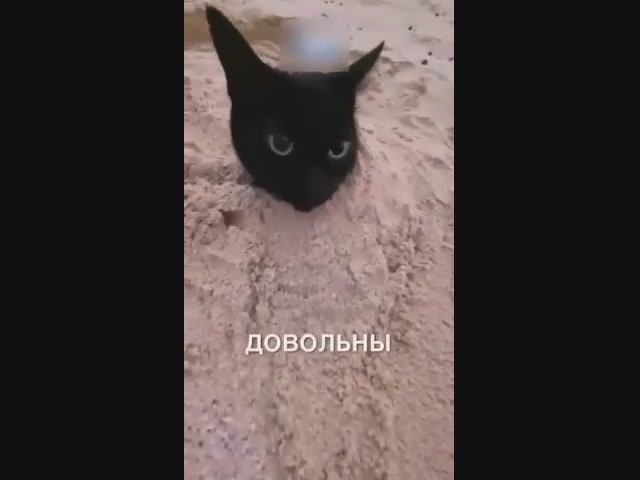 Котик закопался в песок на пляже