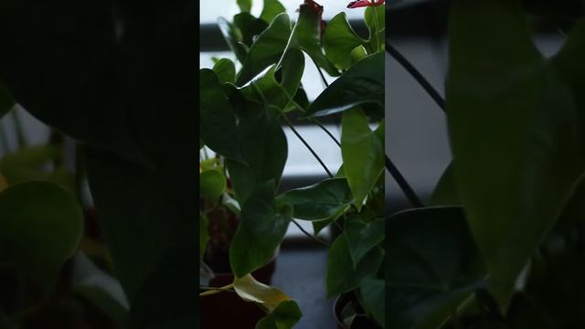 Комнатные и садовые растения в городе Пушкино от компании «Планета Флора»