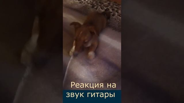 Реакция на звук гитары.