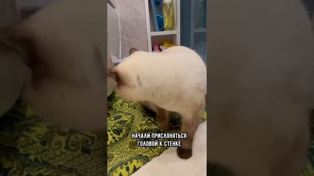 Если твой кот или собака делает это- это сигнал опасного заболевания