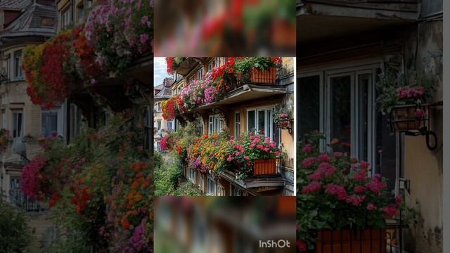 Цветы на балконе. Цветочные ящички. Лето на балконе. Бархатцы и циннии.