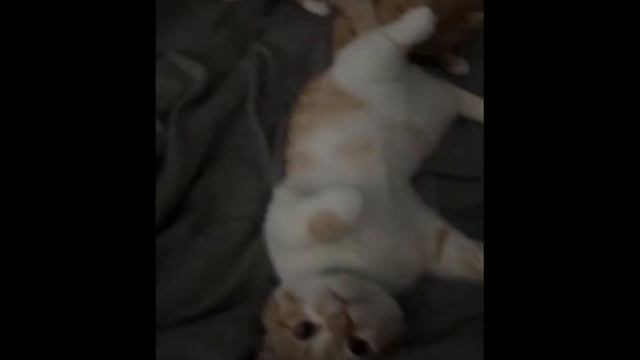Как коты делают наш день! Смешные и милые моменты