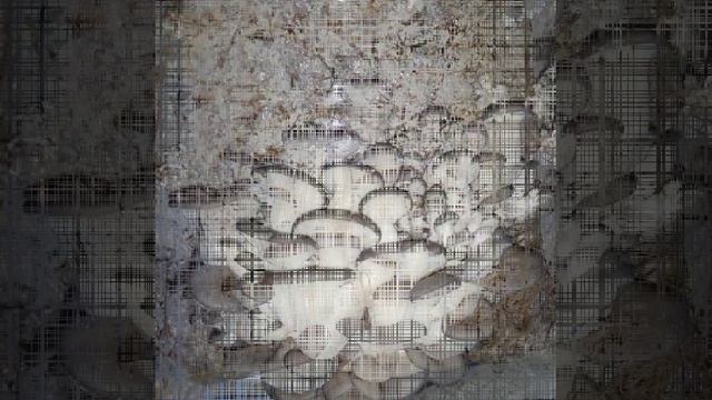 video20220604_114306.mp4