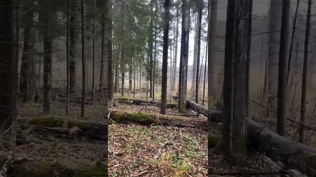 Собака что-то страшное увидела. Впервые стало жутко в лесу возле болота.