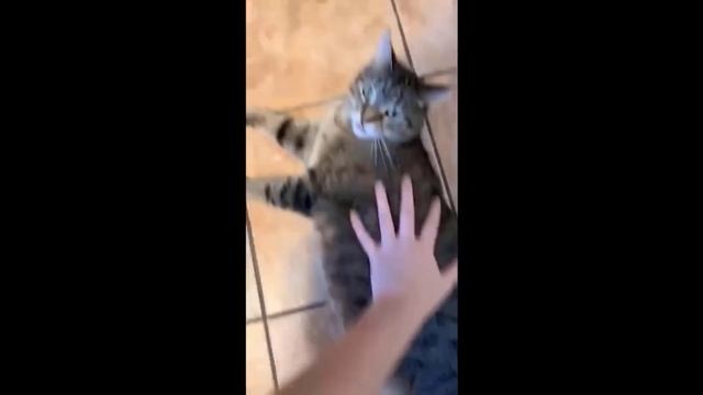 Смешные кошки и собаки новый сборник