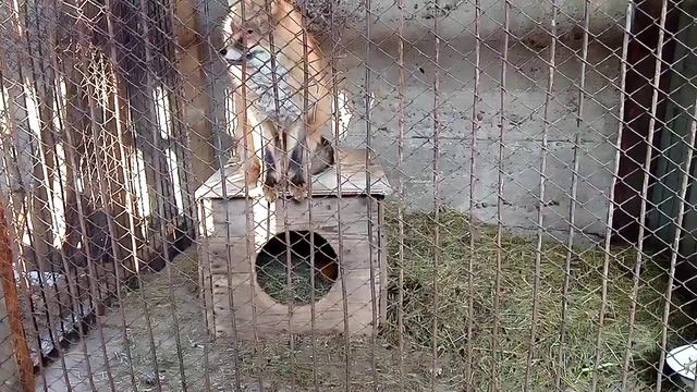 Завтрак, обед и перед ужином, с котиком поиграть. Маркиза - дикая лиса.