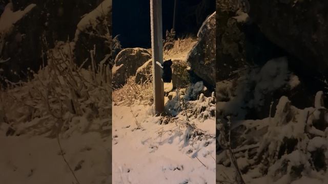 Гуляю с котами ночью в снежную погоду