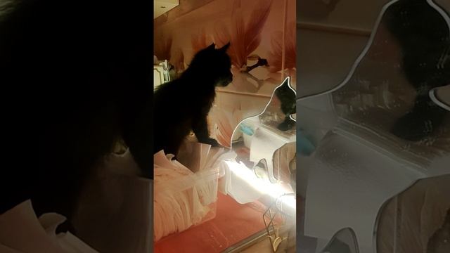 Кто такой сладкий по ту сторону?