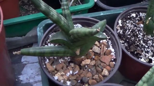 The Plant Traveller: Snake Plants Update #sansevieria #houseplants