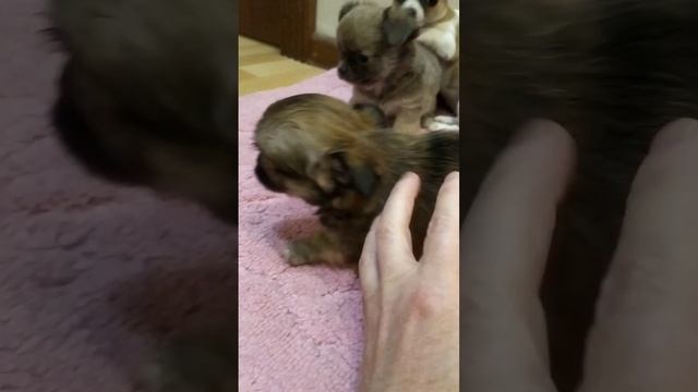 девчонки чихуахуа Москва