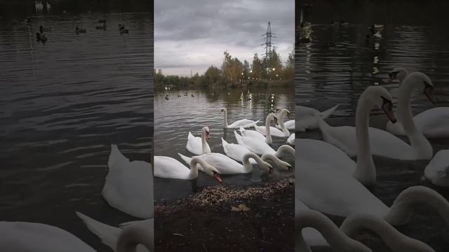 Лебеди на пруду🦢🦢👍