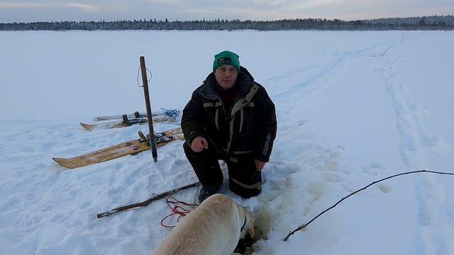 Рыбалка на налима / Очередной трофей пойман / Поставили продольники на новые места