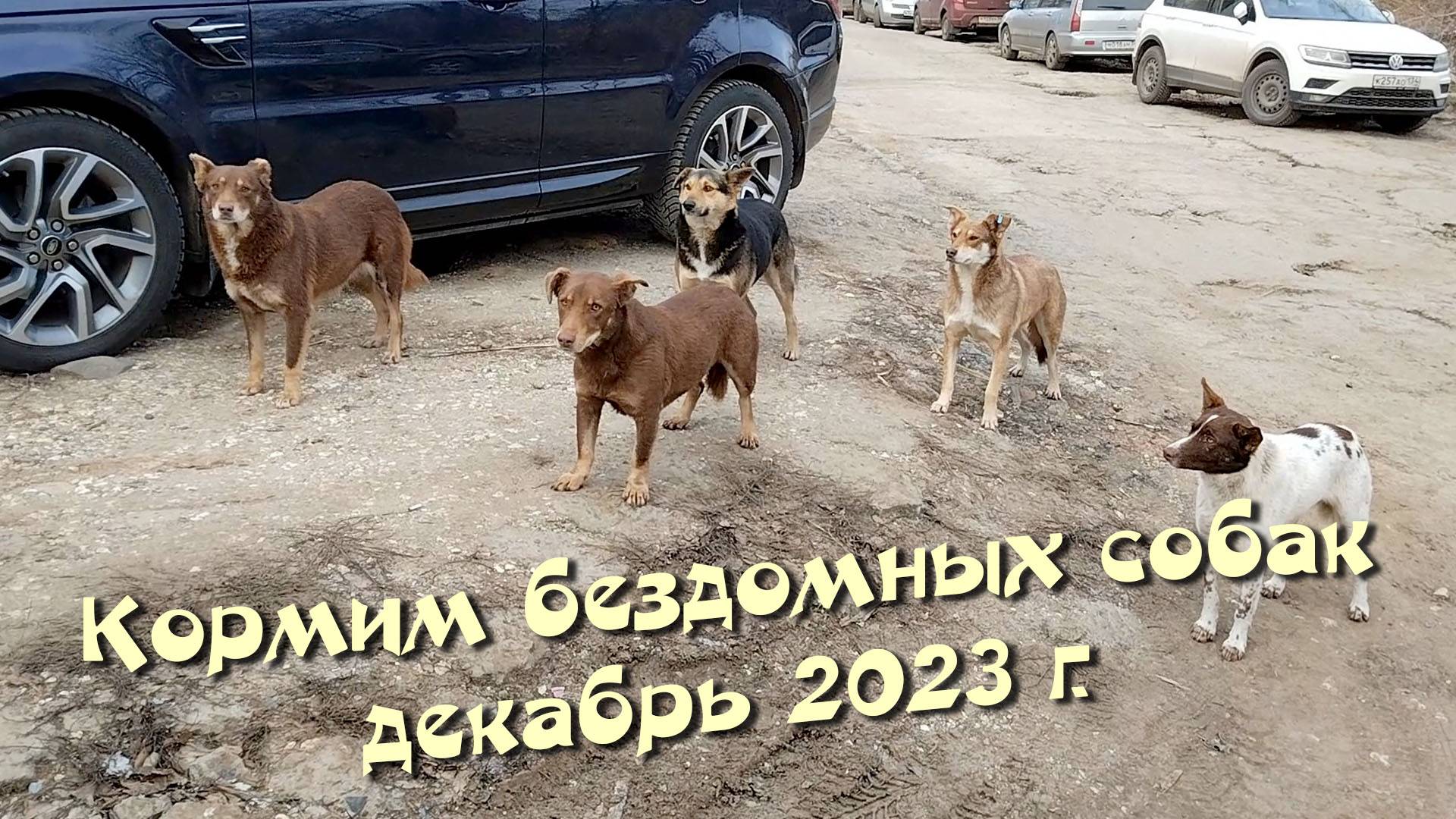 Кормим бездомных собак. Декабрь 2023 г.