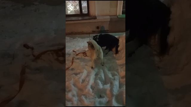 VID-20241217-WA0002.mp4