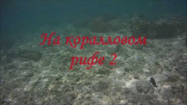 На  коралловом рифе 2