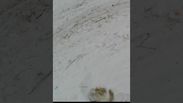 охота на зайца  НА ЗАБРОШЕННОЙ ТЕРРИТОРИИ