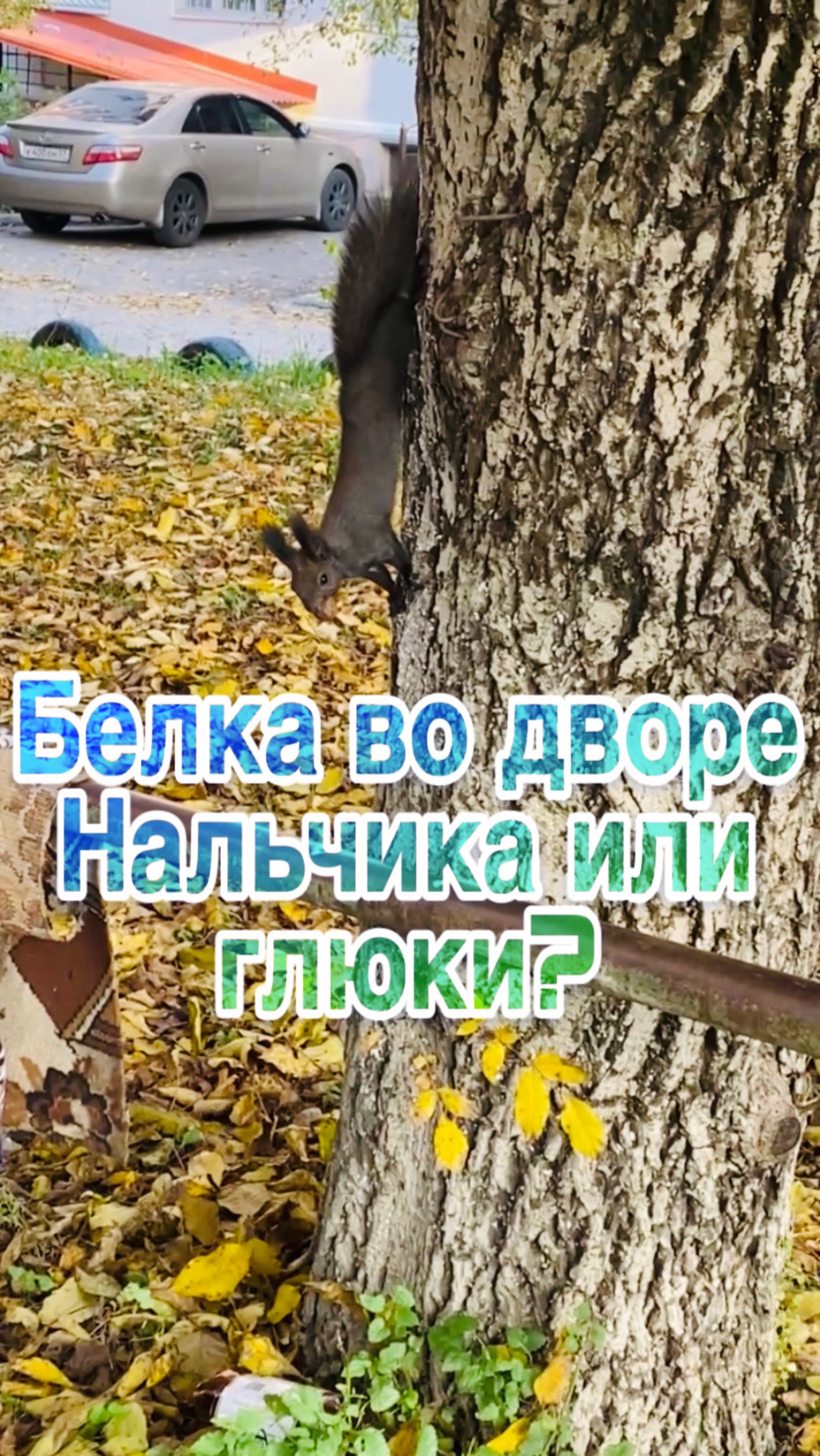 Белка во дворе Нальчика или глюки?😂