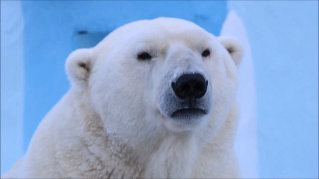 Могучий Кай лежит на камне, смотрит на всех и показывает свою красоту 16.12.2024