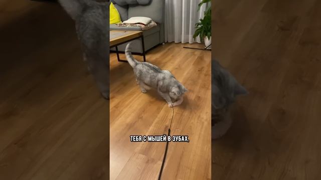 Почему кошка носит игрушку в зубах и мяукает