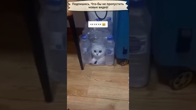 Коты