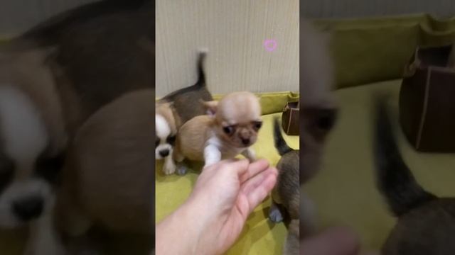 чихуахуа мальчишки щенки