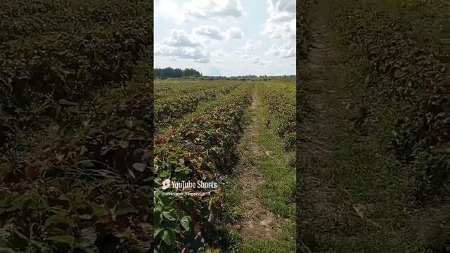 Приехали на самосбор клубники